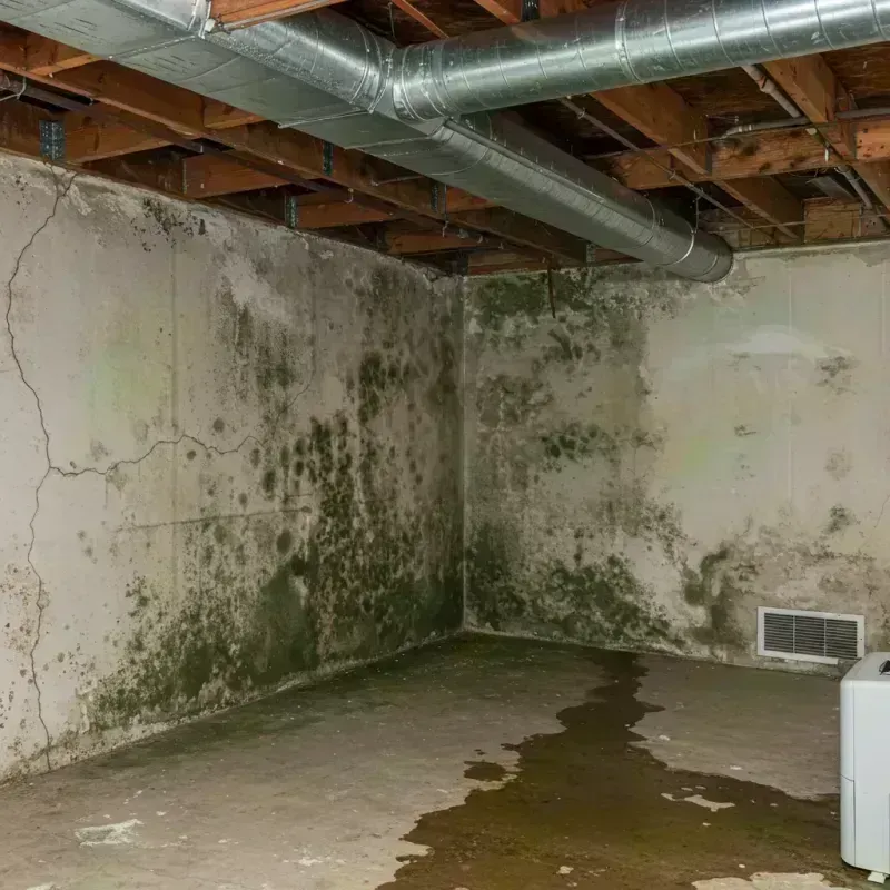 Professional Mold Removal in Spalding County, GA